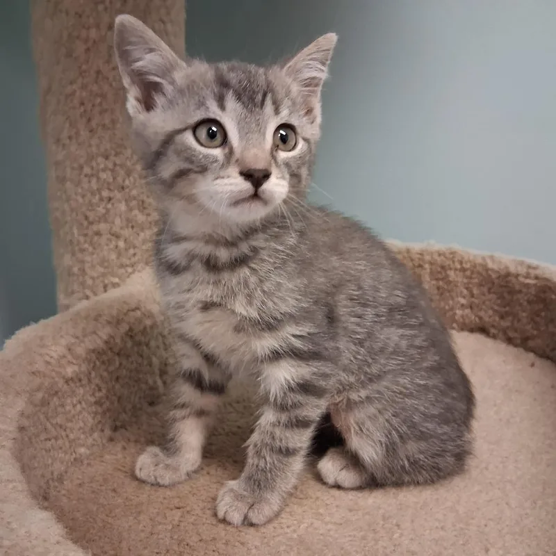 A baby small-sized male Gray / Blue / Silver Domestic Short Hair cat named Dean for adoption in Middlebury, VT