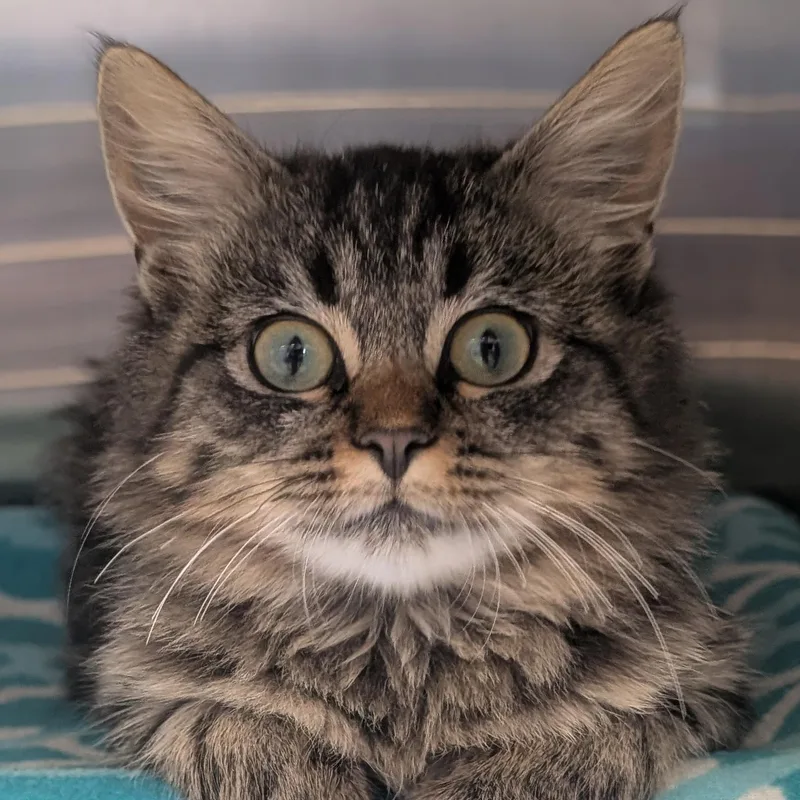 A baby medium-sized male Tabby (Brown / Chocolate) Domestic Medium Hair cat named Flap Jack for adoption in Jefferson, WI