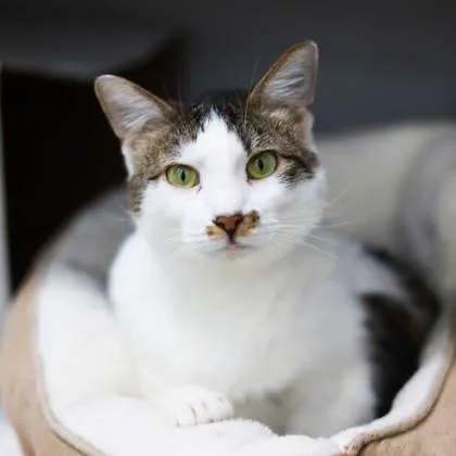 An adult small-sized female White Domestic Short Hair cat named Maple Syrup for adoption in Atlanta, GA