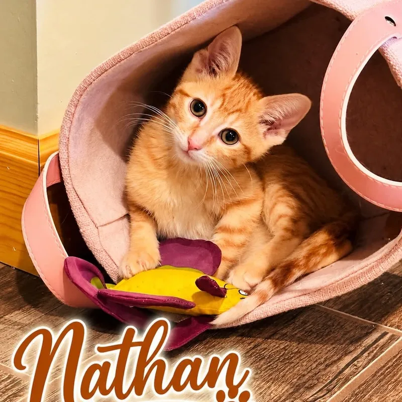 A baby medium-sized male Orange / Red Tabby cat named Nathan for adoption in Wyandotte, MI