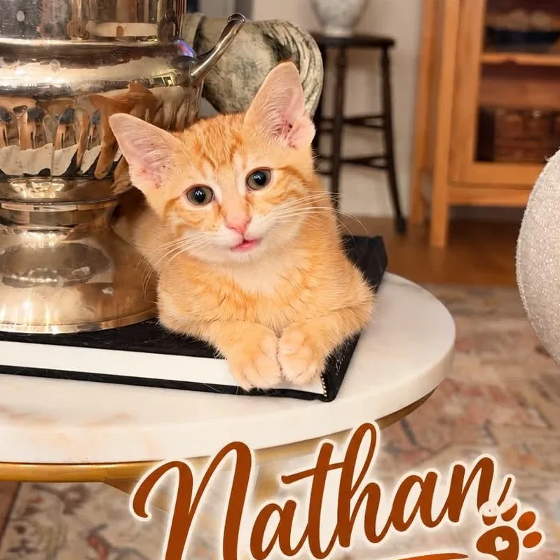 Nathan thumbnail 3