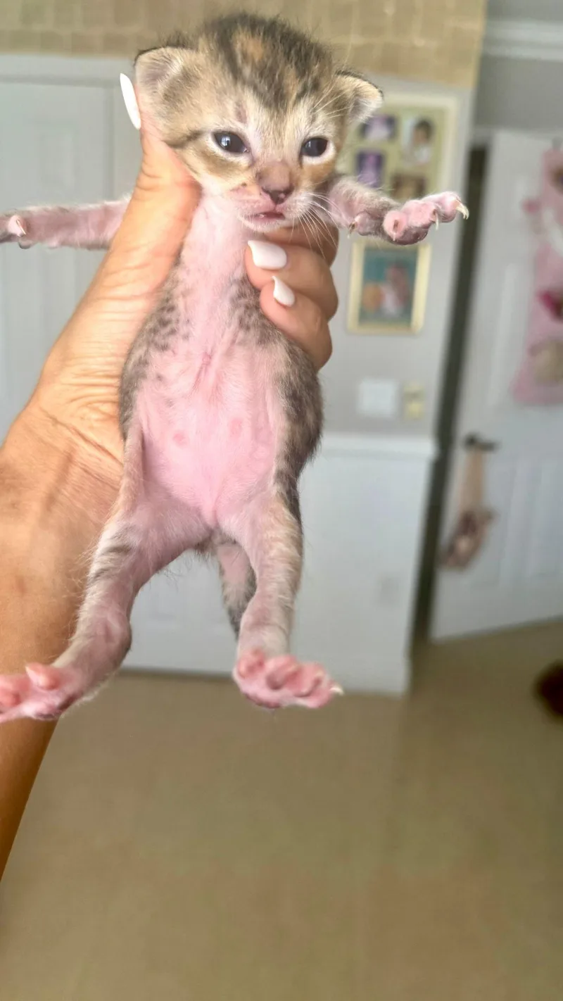 Valineth thumbnail 3