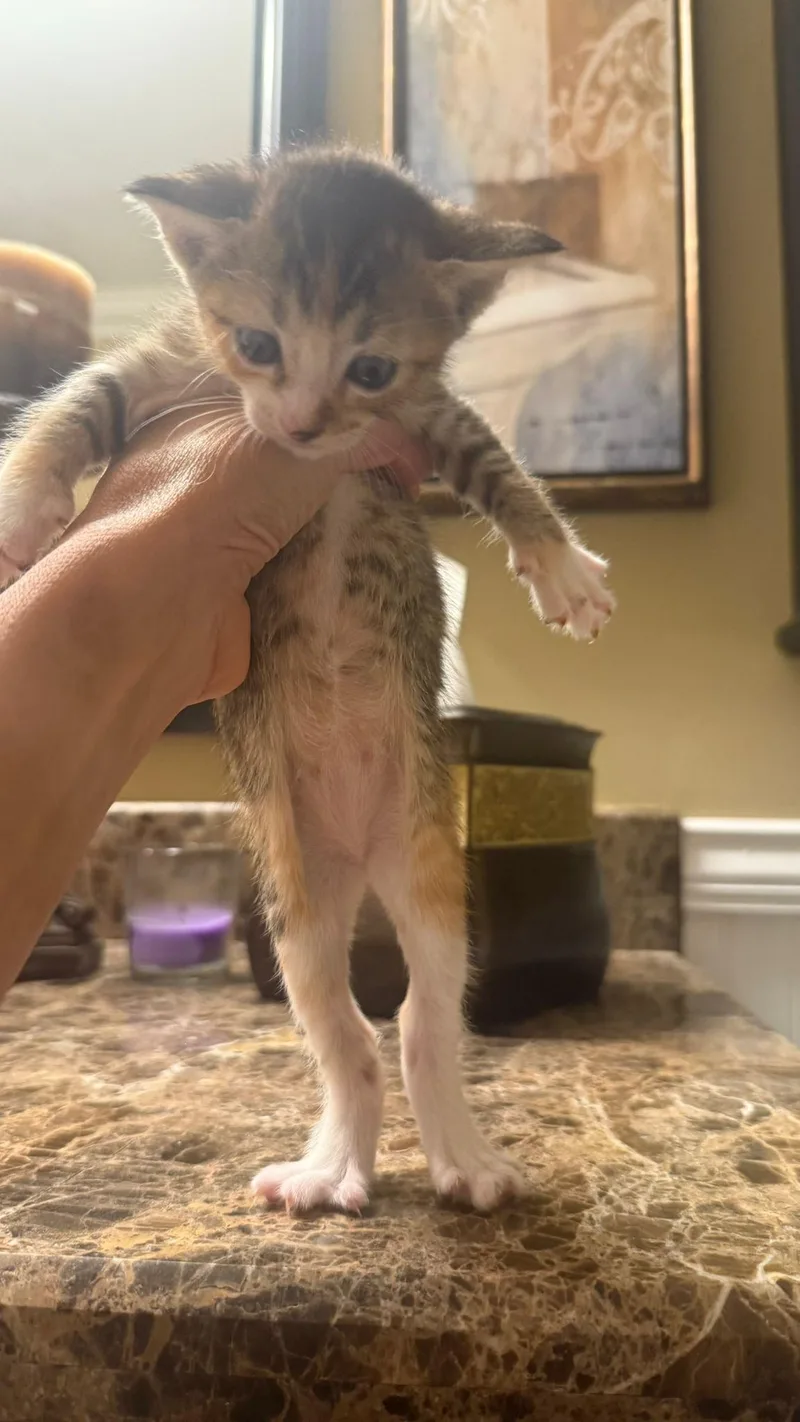 Valineth thumbnail 2