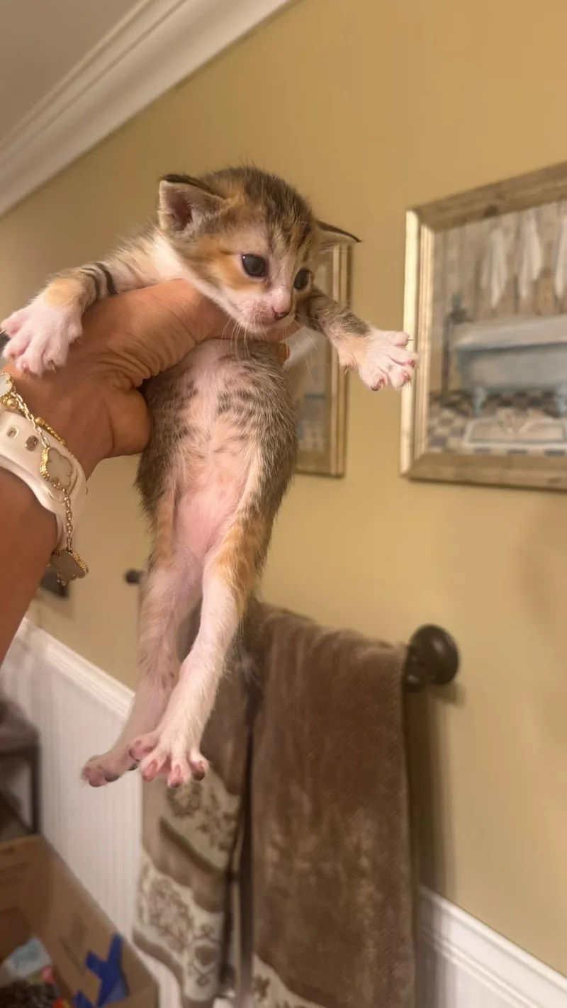 Valineth thumbnail 4