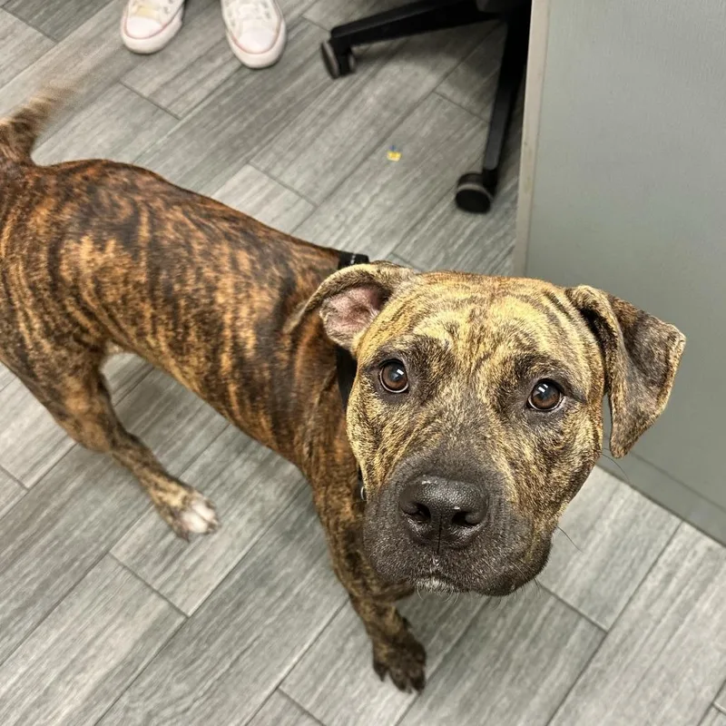 An adult large-sized female Brindle Mixed Breed dog named Sadie for adoption in Jacksonville, FL
