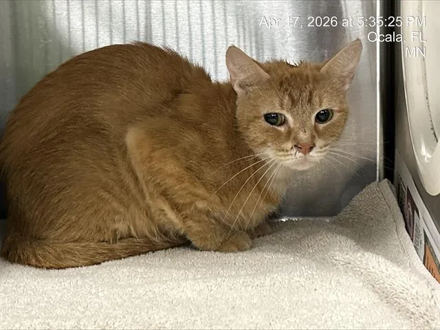 A baby small-sized female Domestic Short Hair cat named Jazzie for adoption in Ocala, FL