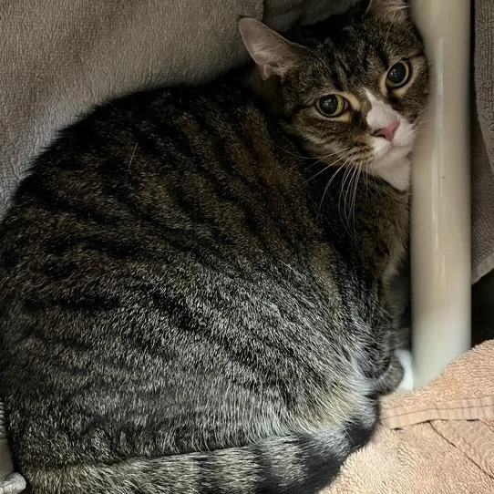 Bella
