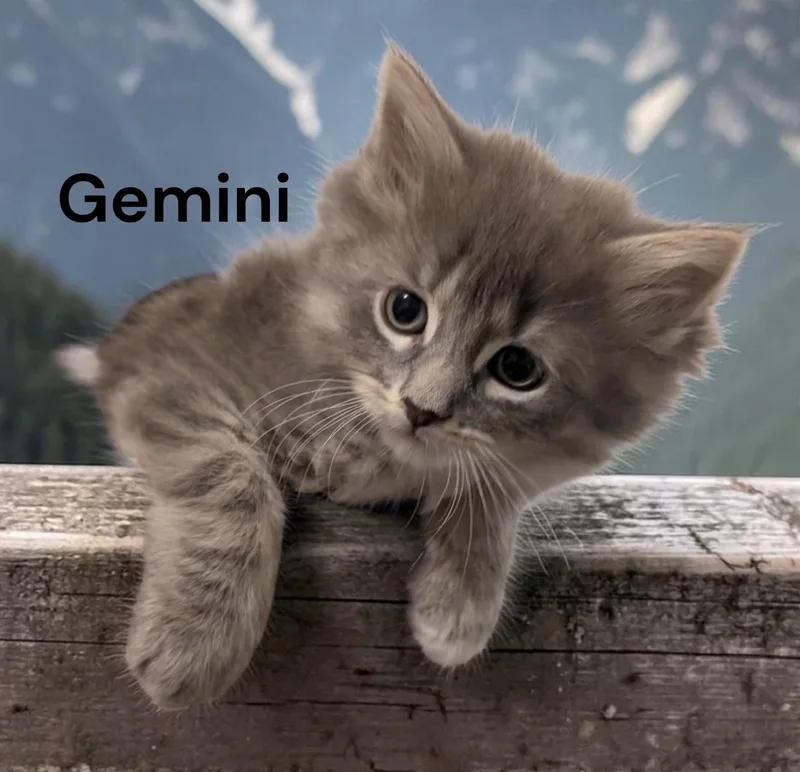 Gemini thumbnail 2