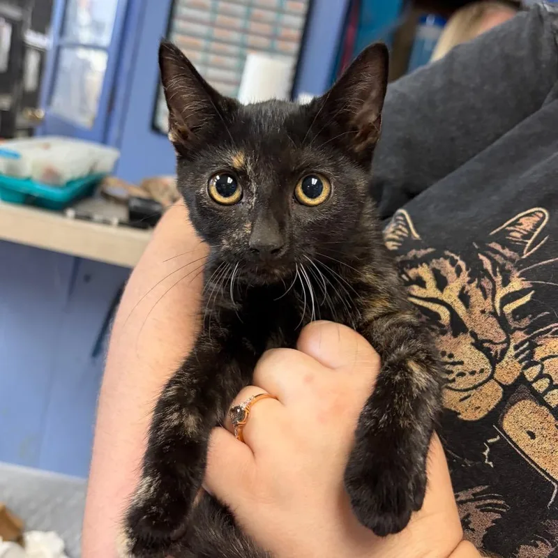 A baby medium-sized female Domestic Short Hair cat named Eliza for adoption in Cape Girardeau, MO