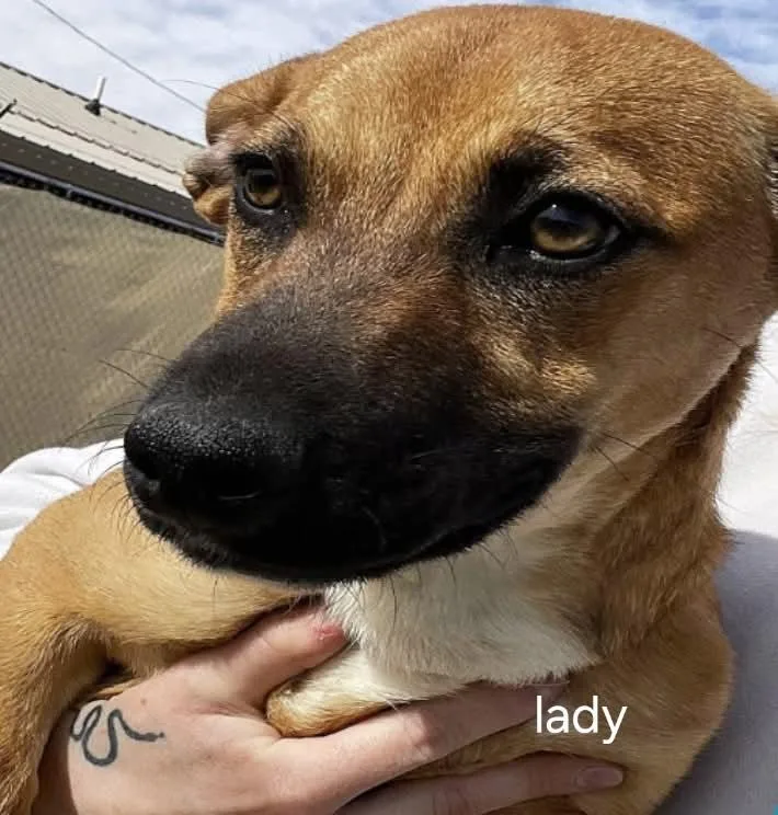 A young medium-sized female Mixed Breed dog named LolLady for adoption in Billings, MT