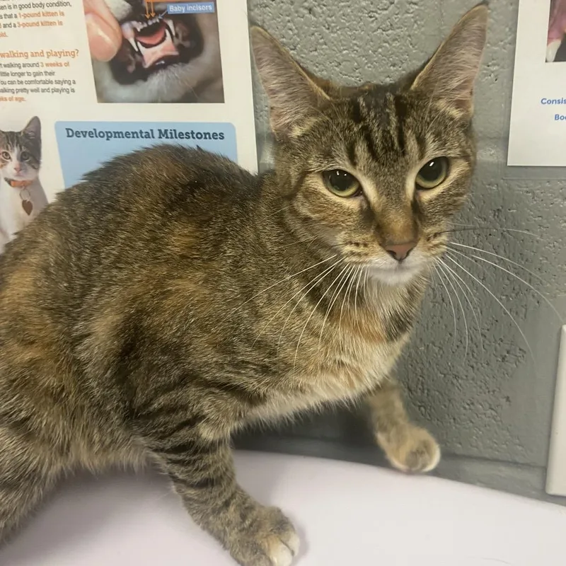 A young medium-sized female Brown / Chocolate Domestic Short Hair cat named Kelly for adoption in Allentown, PA
