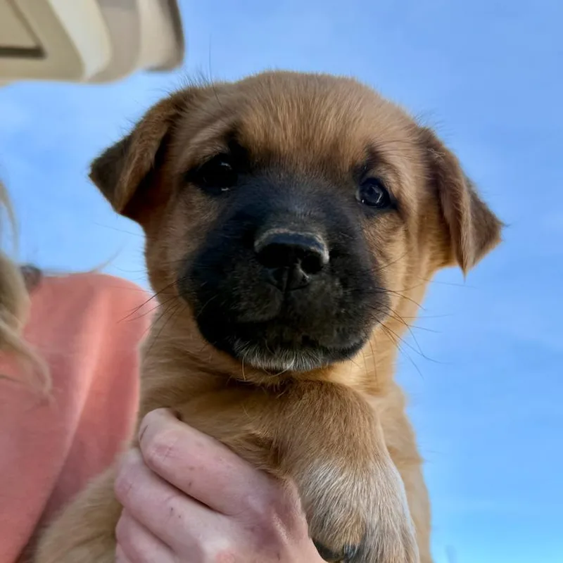A baby small-sized male Black Australian Cattle Dog / Blue Heeler dog named Brutus for adoption in Midland, TX