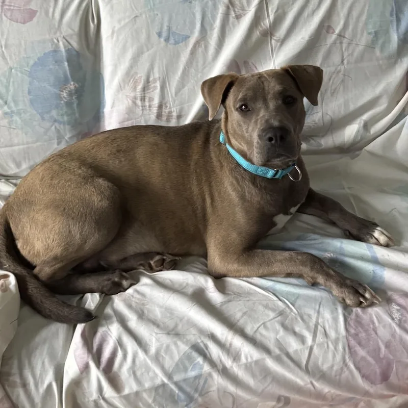An adult medium-sized female Gray / Blue / Silver American Staffordshire Terrier dog named Xena for adoption in Fredericksburg, TX