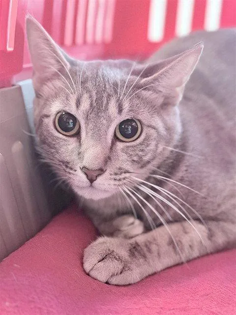 A young medium-sized female Gray / Blue / Silver Domestic Short Hair cat named Gibby for adoption in Tavares, FL