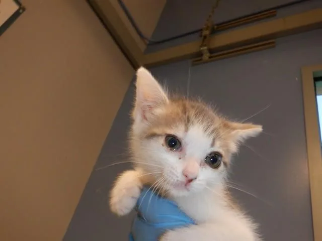 A baby small-sized female Domestic Short Hair cat named Leah for adoption in San Jose, CA