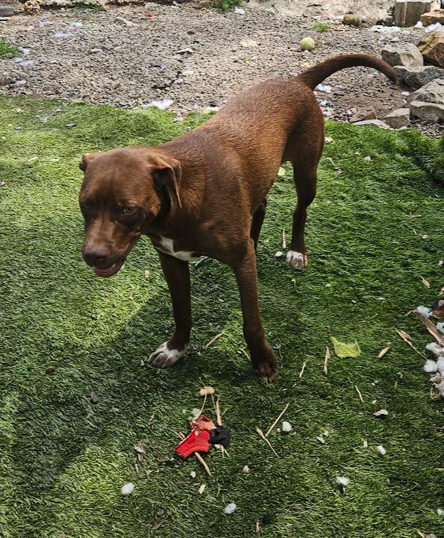 A baby medium-sized female Brown / Chocolate Hound dog named Jade Zoom Looking for adoption in Andover, MA