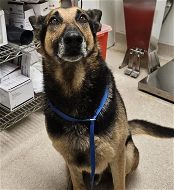 An adult large-sized male German Shepherd Dog dog named Cobra Bubbles for adoption in Bakersfield, CA