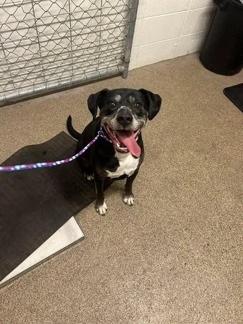 An adult medium-sized male Black Boxer dog named Gunner for adoption in Fruit Heights, UT