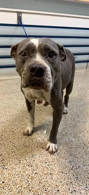 An adult large-sized female American Bulldog dog named Linna for adoption in Miami, FL