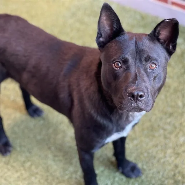 An adult medium-sized male Mixed Breed dog named Lucky Strike for adoption in Edmond, OK