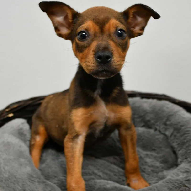 A baby small-sized female Brown / Chocolate Shepherd dog named Petunia for adoption in Beaumont, TX