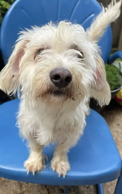 An adult small-sized male White / Cream Maltese dog named Sprite for adoption in Memphis, TN