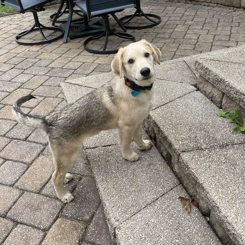 A baby large-sized male Great Pyrenees dog named Stan for adoption in Columbia, MD