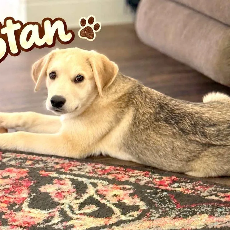 Stan thumbnail 3
