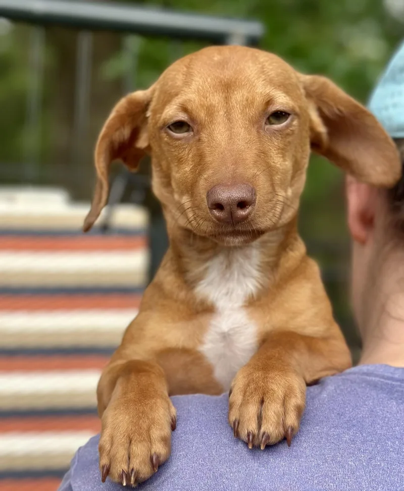 A baby small-sized male Dachshund dog named Buzz for adoption in Parrish, FL