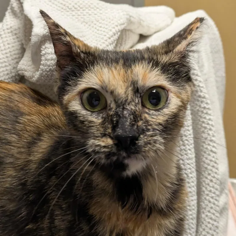 An adult medium-sized female Domestic Short Hair cat named Pica Pepino for adoption in Chicago, IL