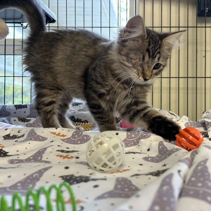 A baby medium-sized female Tabby (Brown / Chocolate) Domestic Long Hair cat named Dani for adoption in Seymour, TN