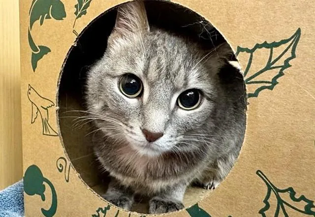 An adult small-sized female Domestic Short Hair cat named Bella for adoption in Saint Louis, MO