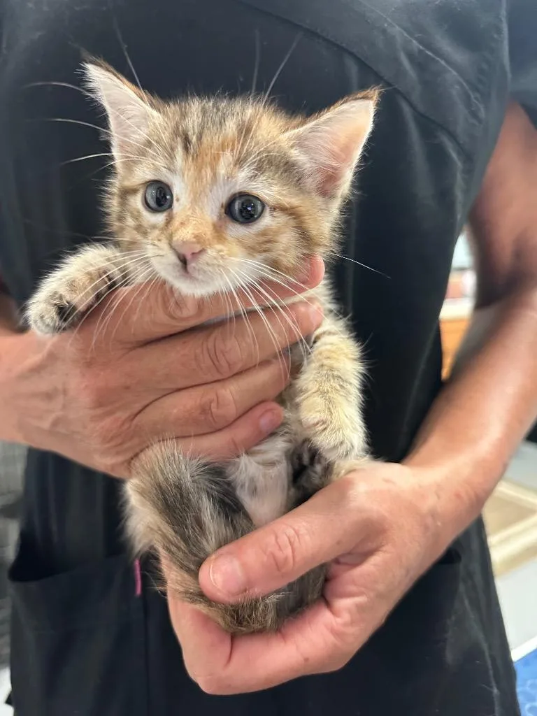 A baby small-sized female Domestic Short Hair cat named Argon for adoption in Ewing, NJ