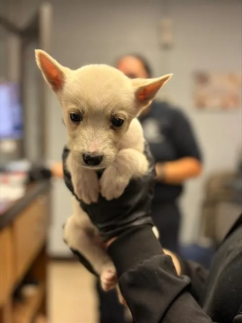 A young small-sized male Siberian Husky dog named A for adoption in Stockton, CA