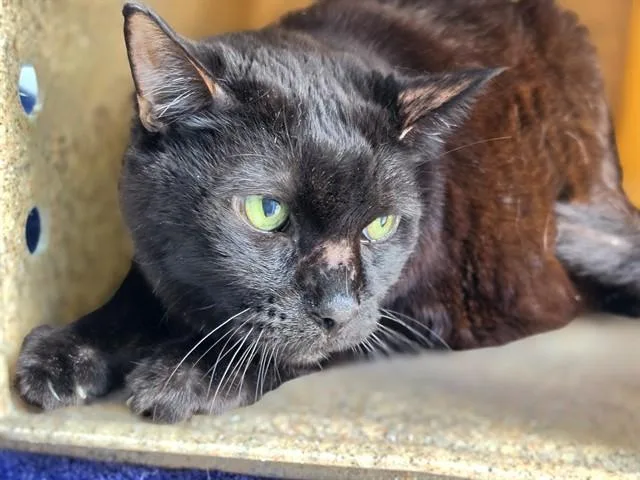 An adult large-sized male Domestic Short Hair cat named Sammy for adoption in Gardena, CA
