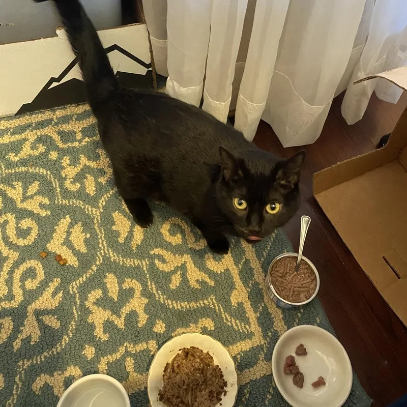 A young small-sized female Black Domestic Short Hair cat named Mum for adoption in Hedgesville, WV