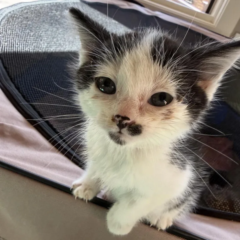 A baby small-sized male Black Domestic Short Hair cat named Harold for adoption in Alexandria, VA