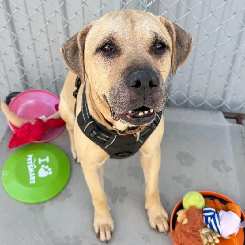 A senior medium-sized male Apricot / Beige Mixed Breed dog named Magnus for adoption in Warren, OH