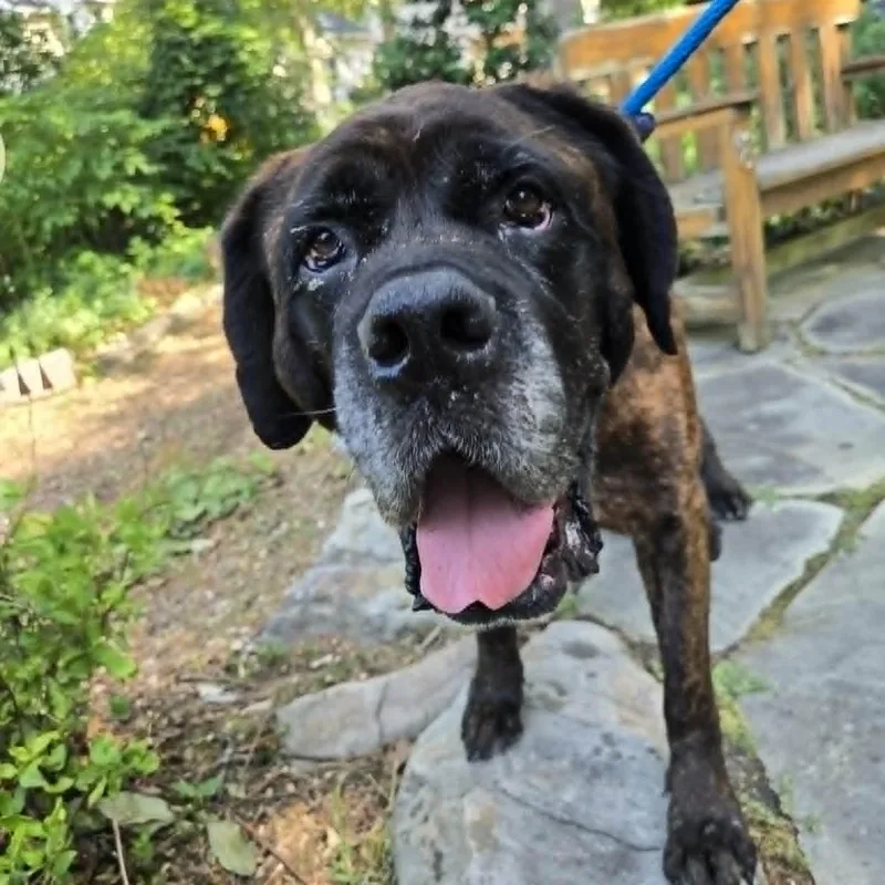 A senior extra large-sized female Mastiff dog named Lady Abigail for adoption in Severn, MD