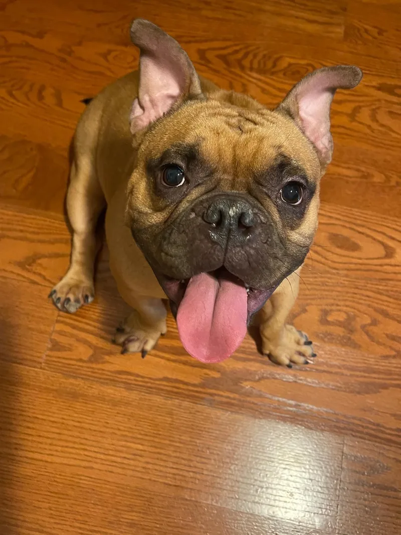 Franklin thumbnail 4