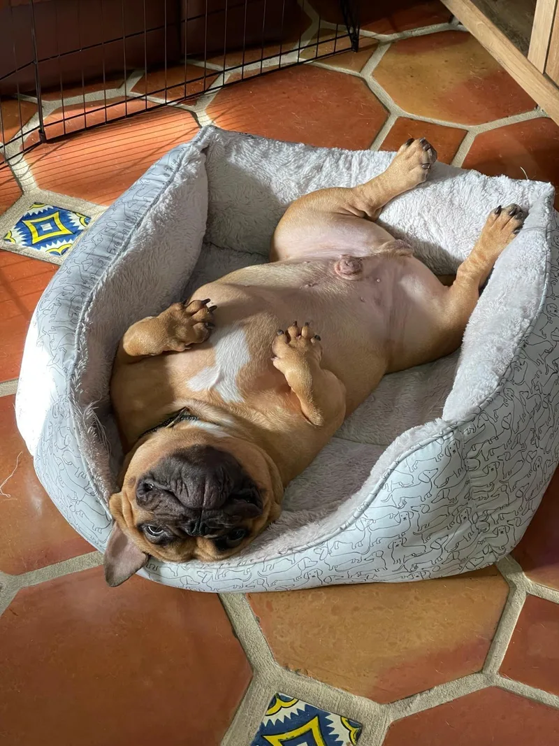 Franklin thumbnail 3