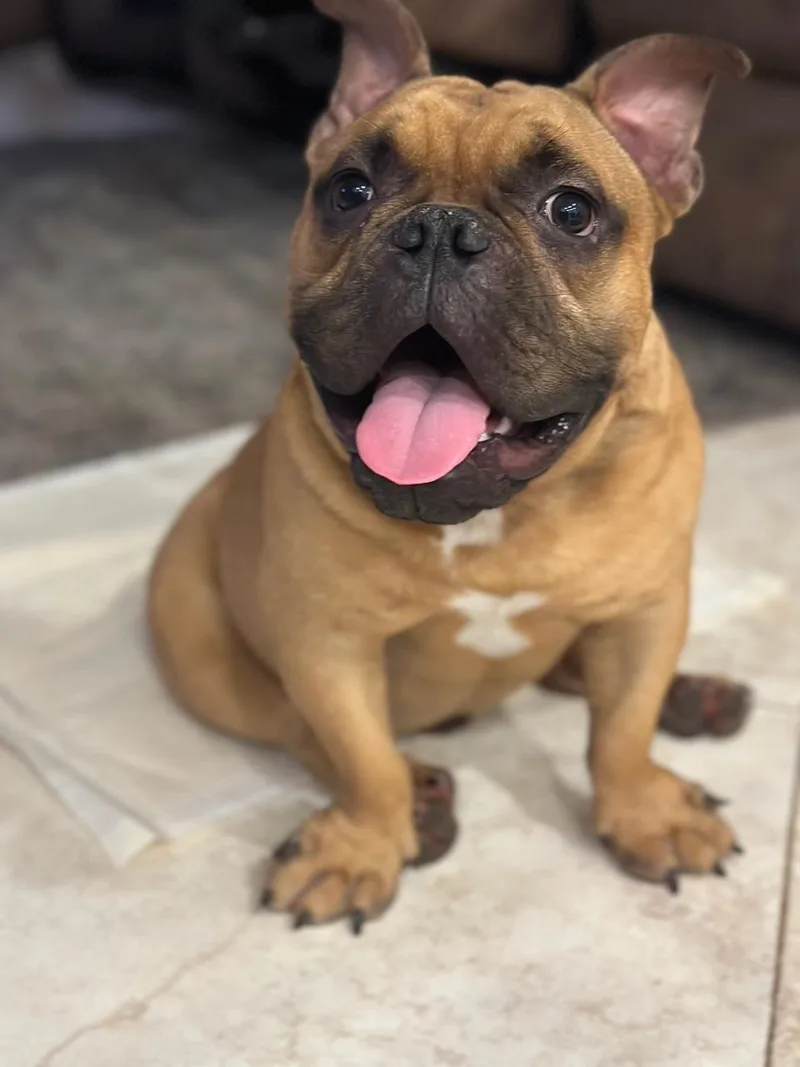 Franklin thumbnail 2