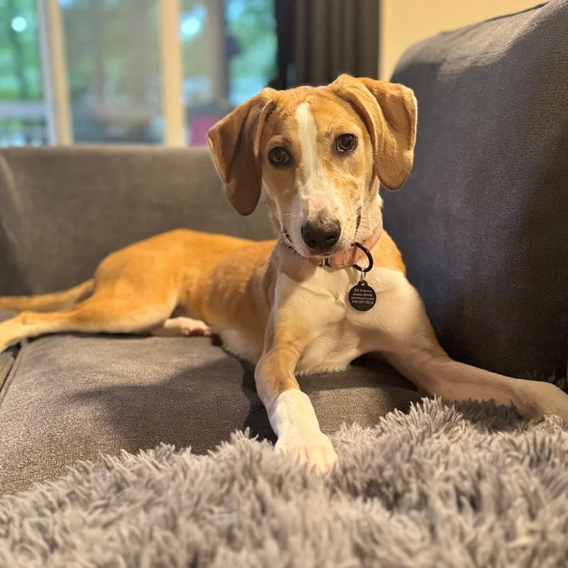 A baby medium-sized female Brown / Chocolate Hound dog named Teenage Kicks for adoption in Fredericksburg, VA