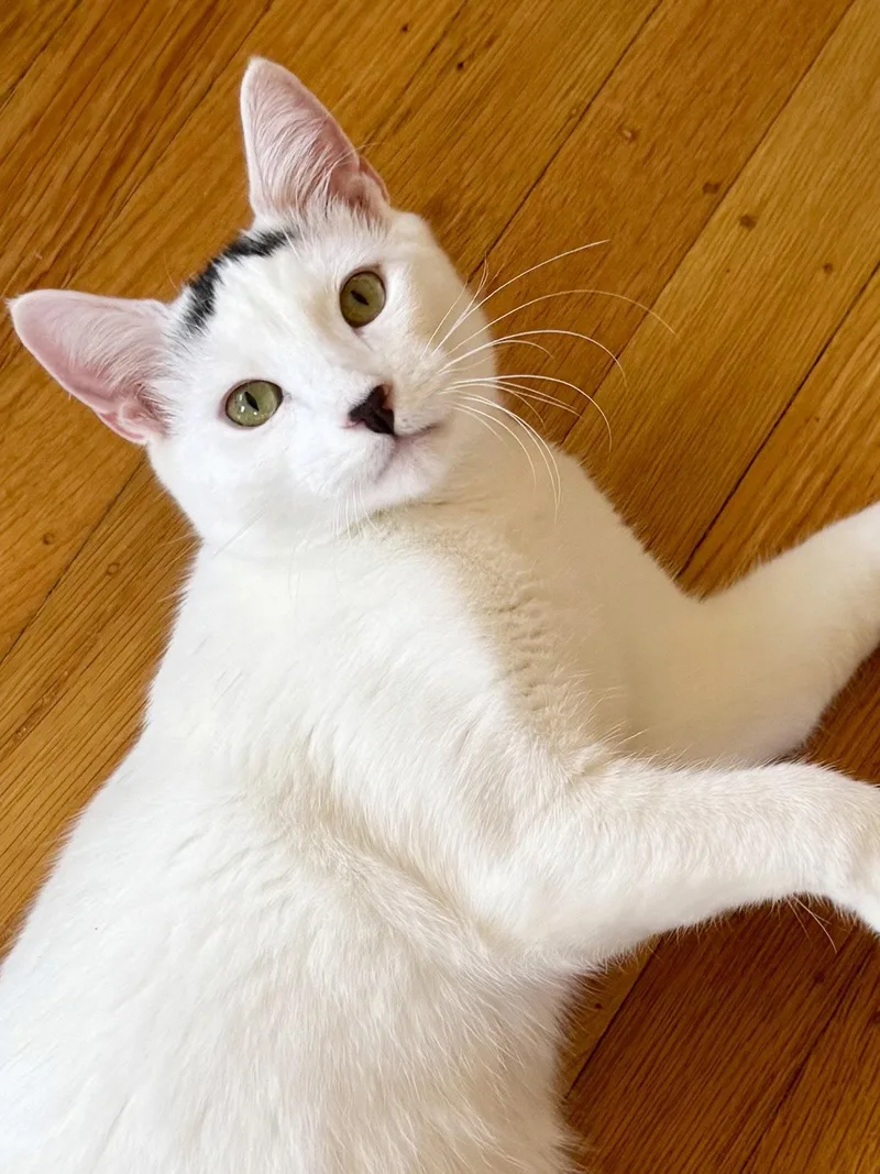 A young medium-sized male Domestic Short Hair cat named Strudel for adoption in Alameda, CA