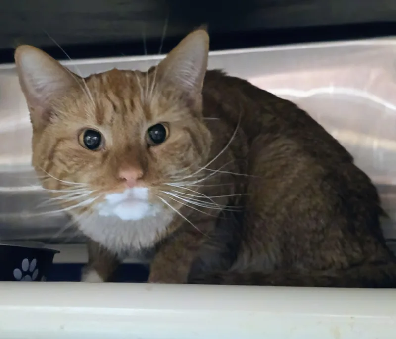 An adult large-sized male Tabby (Orange / Red) Domestic Short Hair cat named Pikachu for adoption in Amityville, NY