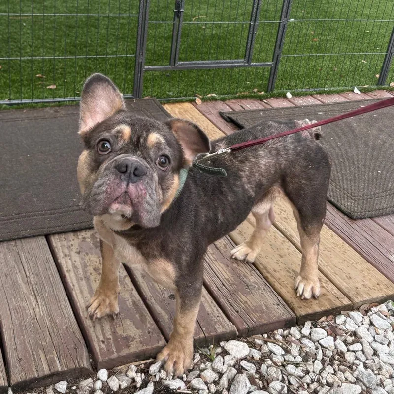 A baby medium-sized male Gray / Blue / Silver French Bulldog dog named Memphis for adoption in Tampa, FL