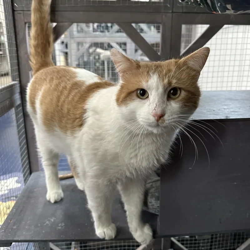 Porchy Pirate thumbnail 2