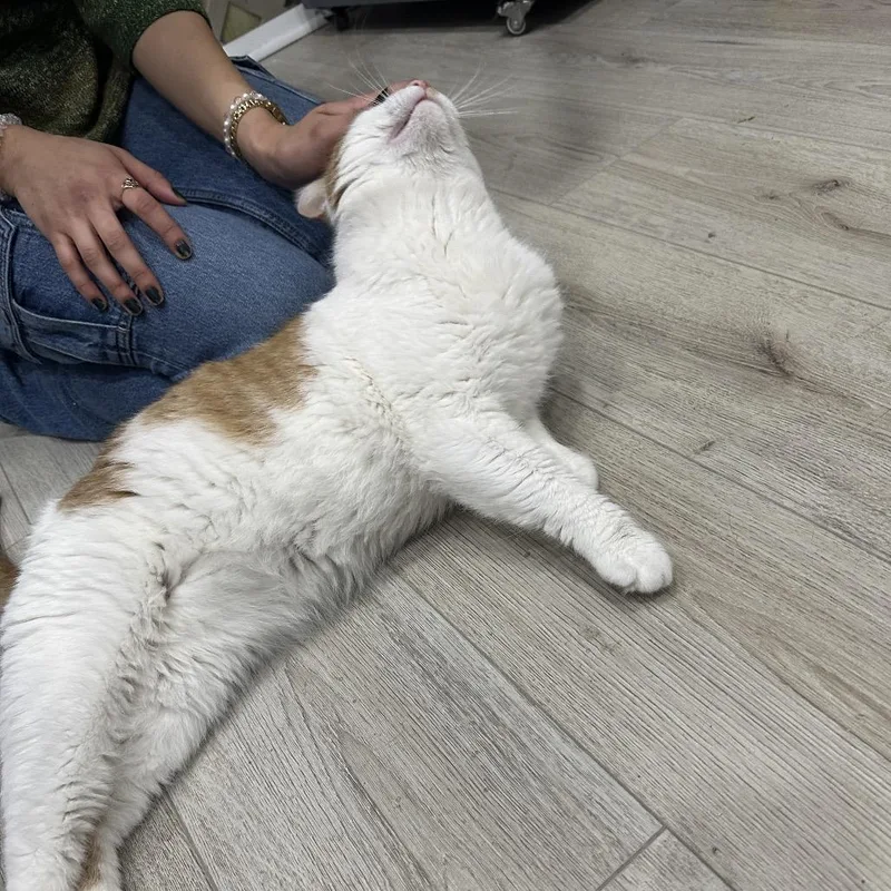 Porchy Pirate thumbnail 3