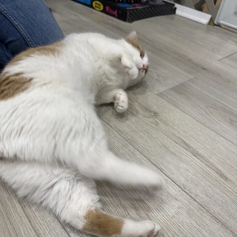 Porchy Pirate thumbnail 4