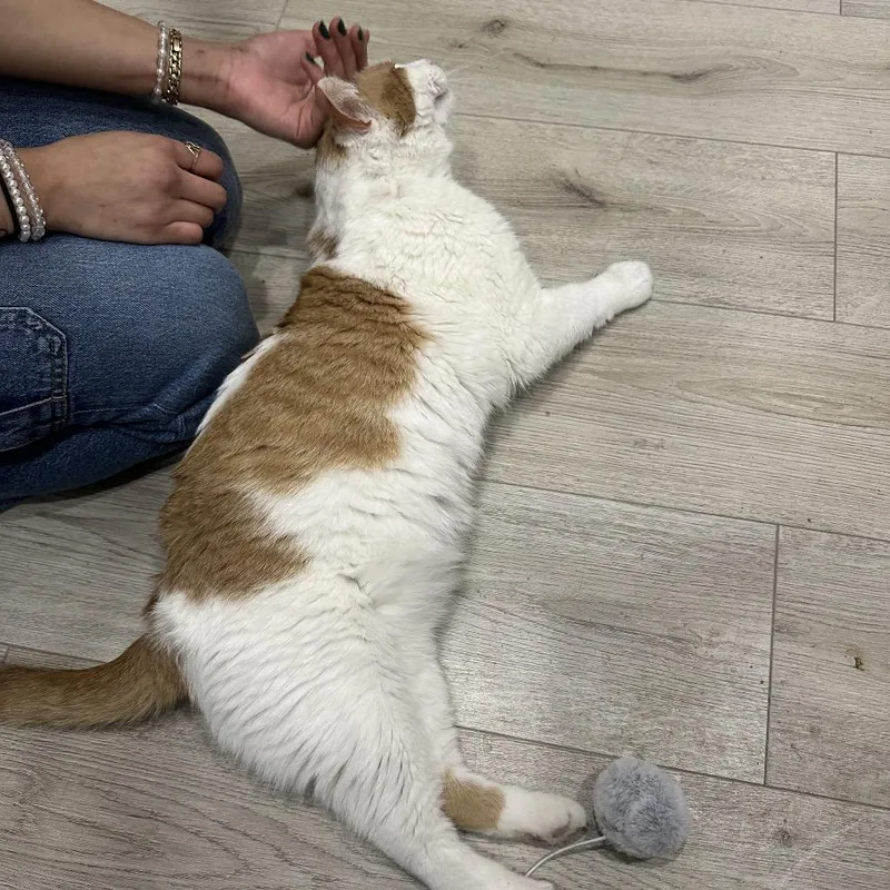 Porchy Pirate thumbnail 5